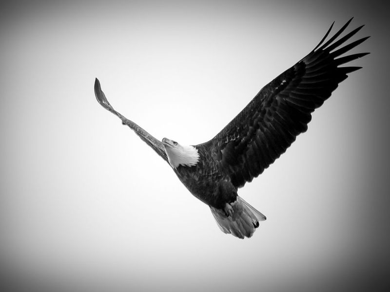 Eagle Flight at Conowingo (DLM_20160206_010_0538_web).jpg
