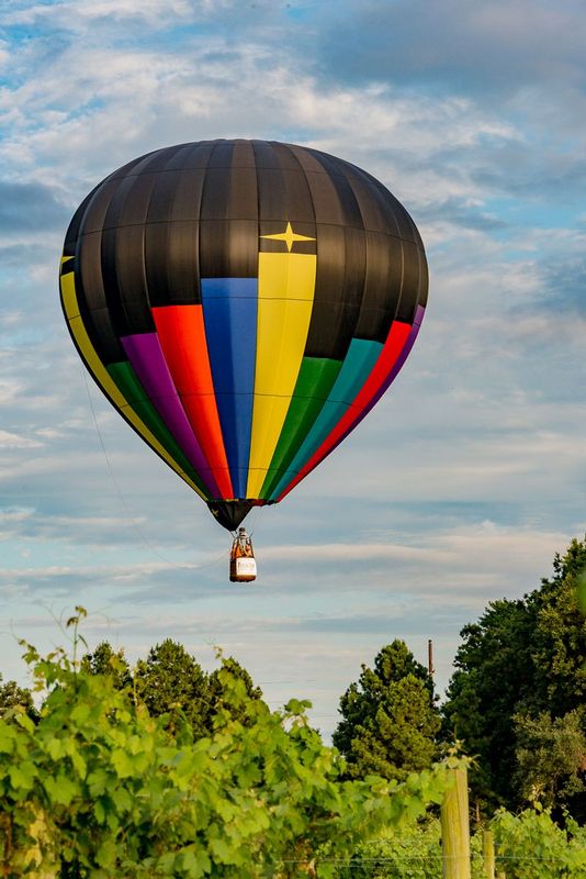 Even the vines reach for the stars (DLM_20160805_041_0206_web).jpg :: One of the beautiful hot air balloons at the Great Chesapeake Balloon and Wine Festival in Cordova, MD