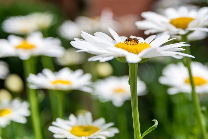 Happy Sunny Daisies (DLM_20160702_037_0055).jpg