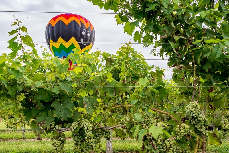 Ive Got my Eye on You (DLM_20160805_041_0069_web).jpg :: Strolling through the vineyards, a tethered balloon peeks over to make sure visitors don't eat the grapes! during the Great Chesapeake Balloon and Wine Festival at Triple Creek Winery in Cordova, MD