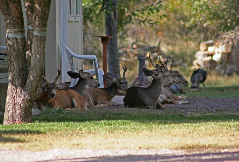 2008 09 20 Buck Line Up(1).jpg