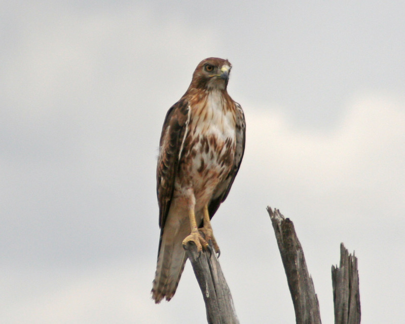20080717 HAWK(1).jpg