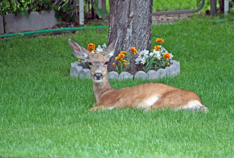 20080718 Beaver Yard Deer(1).jpg