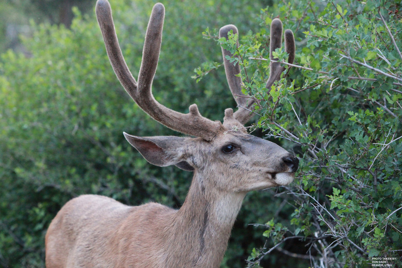 2009 07 17 Buck-eye(1).jpg