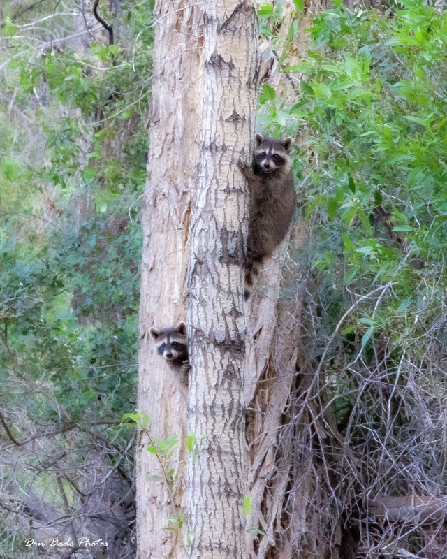 2009 07 17 Racoons(1).jpg