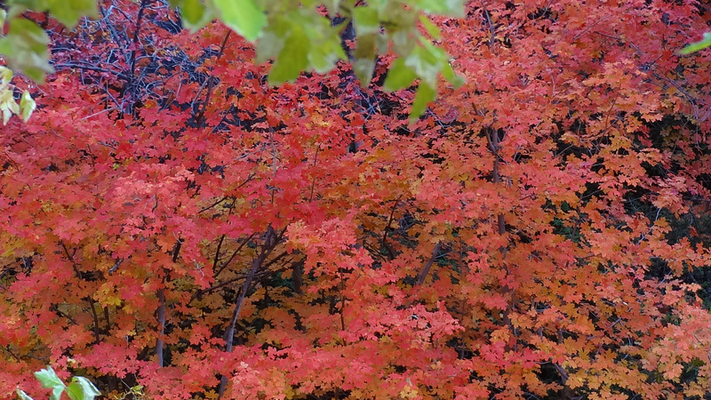 2011 10 16 Fall Colors.jpg