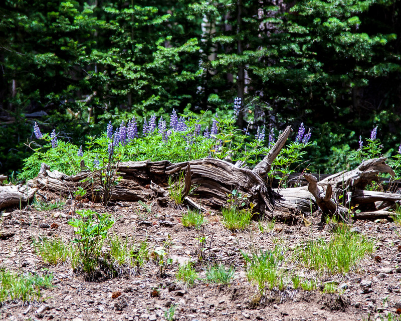 2014 07 05 Lavendar.jpg