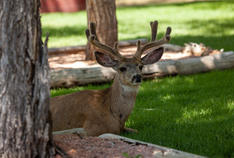 2021 07 05 Beaver Yard Buck.jpg