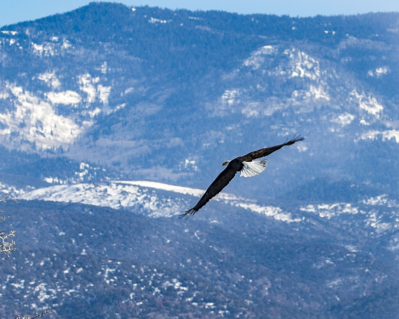 2022 01 22 Eagle In Flight(1).jpg