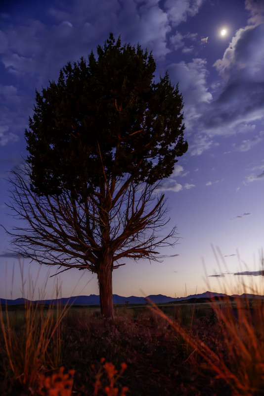 2024 06 11 Cove Fort Lone Tree.jpg