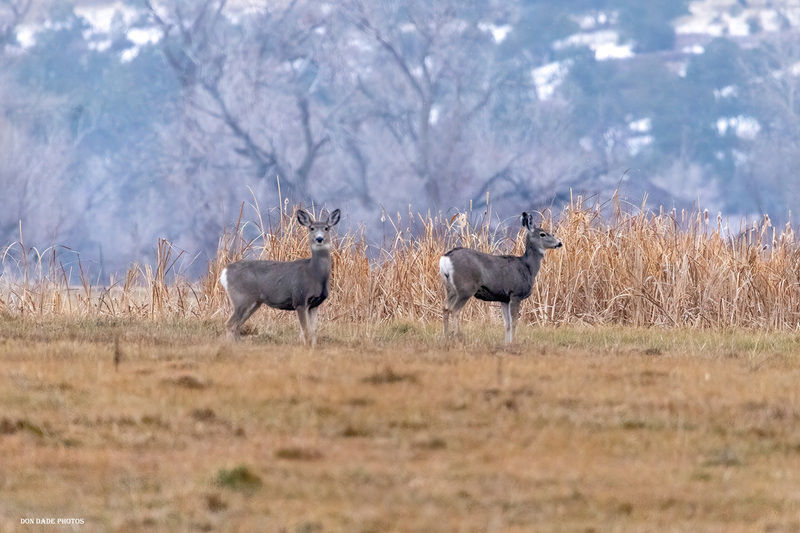 830 am Deer Path.jpg