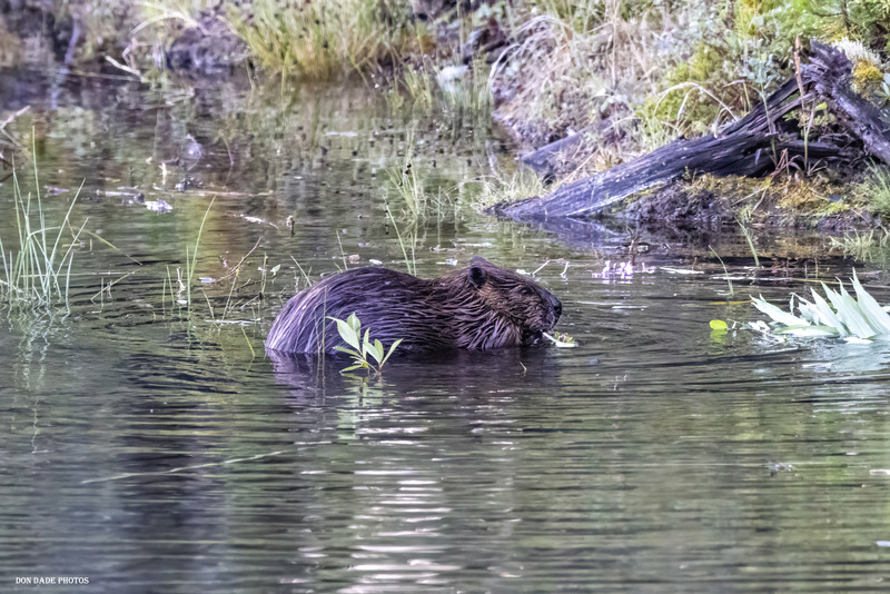 BC Beaver.jpg :: Beaver