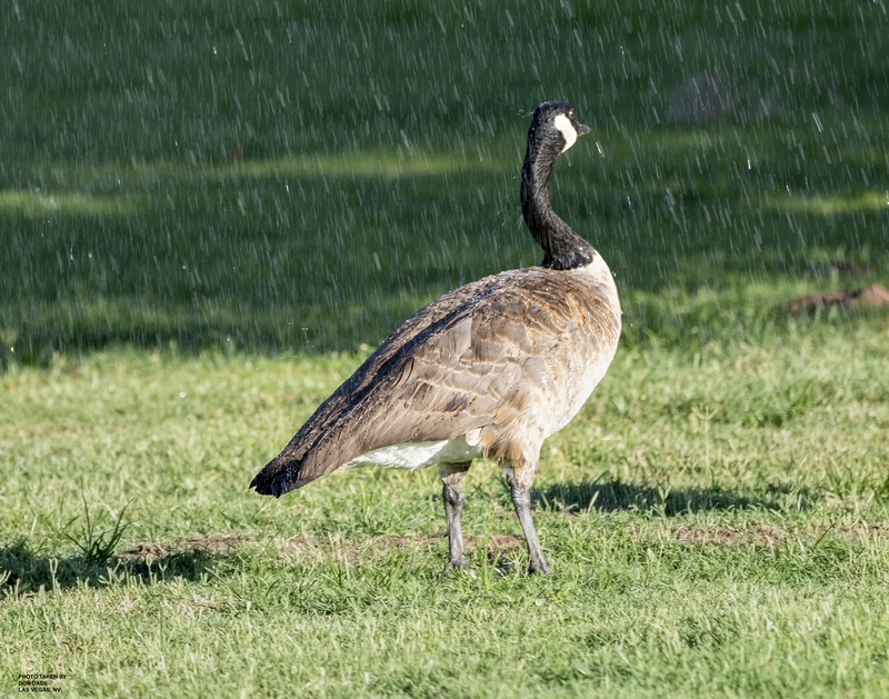 Beaded Goose.jpg :: Beaded Goose