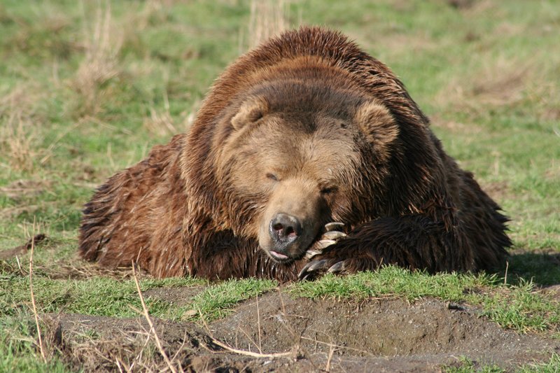 Bear-1.jpg