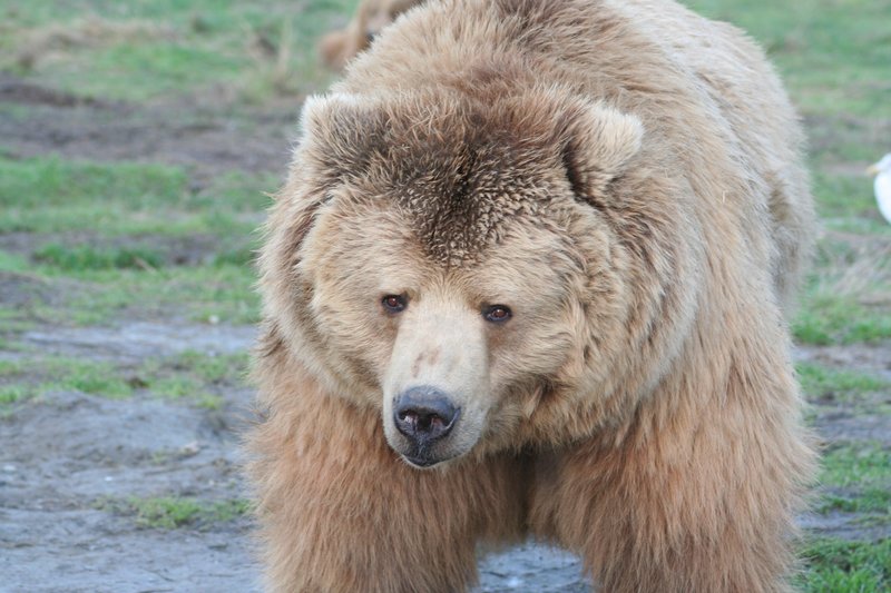 Bear-3.jpg