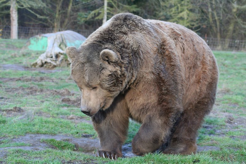 Bear-4.jpg
