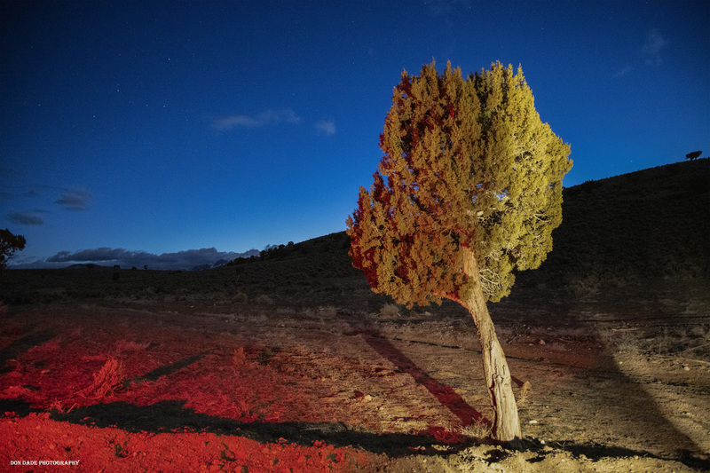 Beaver Lone Tree.jpg