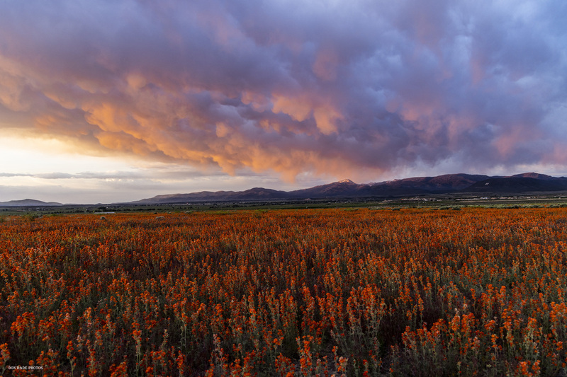 Beaver Spring Sunset.jpg :: A beautiful Spring Evening in Beaver, Utah
As I took an evening drive down one of my favorite dirt roads
I came across this wonderful patch of sage wildflower blooming.
What a spectacular foreground that draped the landscape.
A dramatic cloud cover above that just cleared the mountain tops.
Snow still running off the mountain peaks providing plentiful water supply to our valley below.
The rays of the setting sun adding depth to the clouds that seemed to reflect the color of the flowers below.
A light breeze blowing putting the whole scene in motion.
The smells in the clean crisp air were amazing; thick with fresh sprinkling of rain drops and wildflower pollen.
Fortunate to have been out to Capture the Moment!