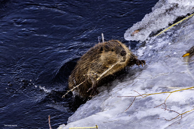 Beaver Swim.jpg