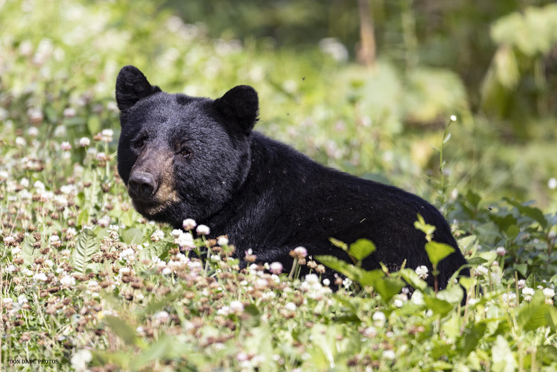 Black Bear Paridise.jpg :: Came across a friendly Black Bear while traveling down Highway 37 Near Ningunsaw Provincial Park, British Columbia, Canada
He would stroll along the embankment of the road getting his fill of protein berries and grass.
Then sit down in the clover and gaze at the incredible scenery surrounding him.
Not too much different from myself.  If he had been given a camera he would have been taking my picture instead.
Spent 45 min with this awesome guy before he wandered off back into the forest.  Yet another amazing moment in my life.