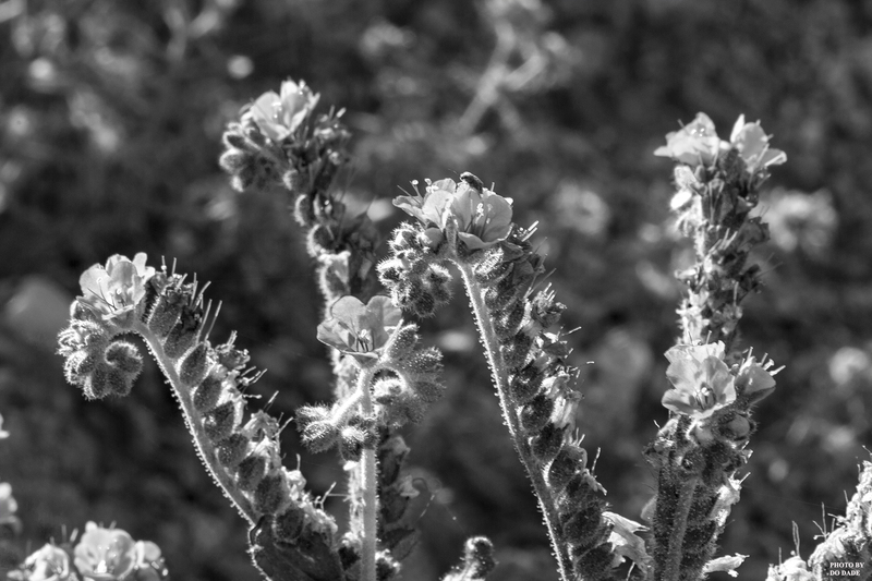 Bug on a Flower bw.jpg