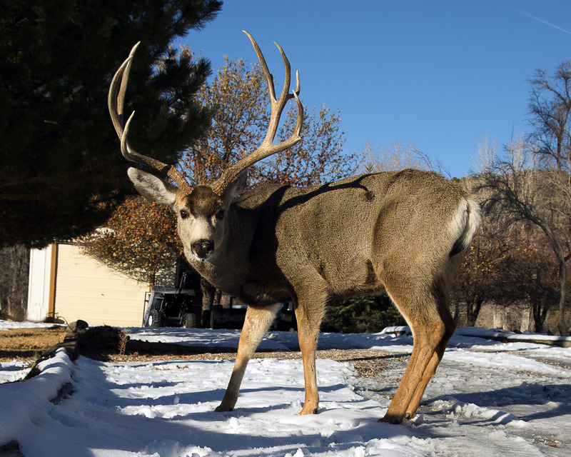 C28 - 2015 12 18 Grove Buck.jpg :: Beaver Buck