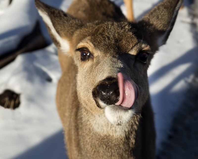 C29 - 2015 12 18 Grove Deer Lick.jpg