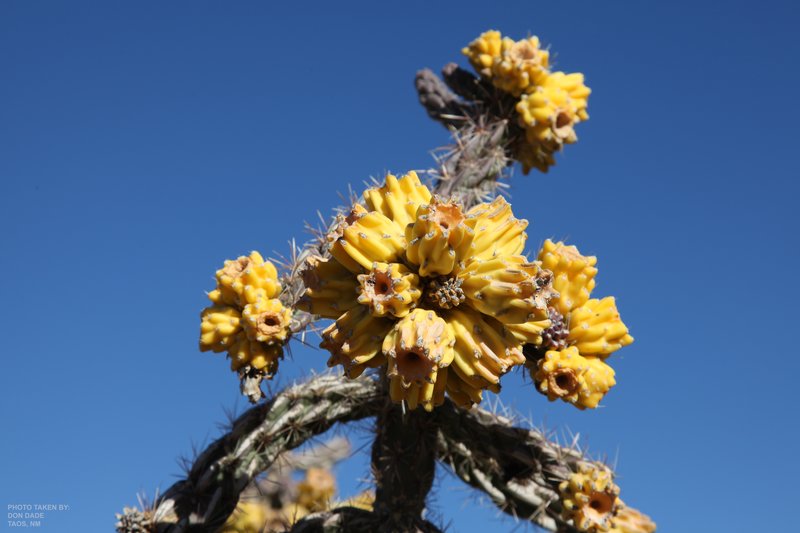 Cactus Bloom.jpg