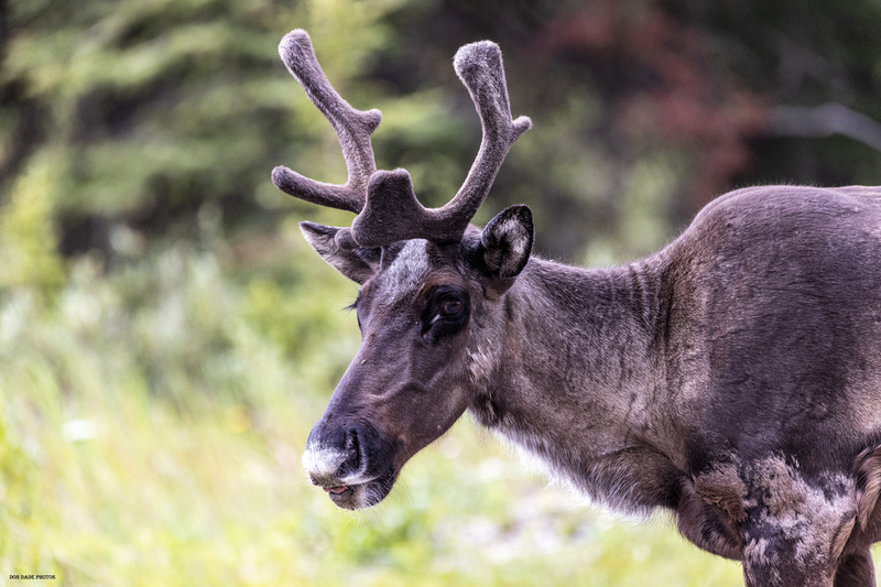Caribou.jpg :: Came across this Caribou otherwise known as Reindeer or Rangifer Tarandus just past  Summit Lake in British Columbia, Canada.
It was exciting as he ran alongside me on the roadway for maybe a quarter mile before just stopping and started grazing. (Maybe it was my red pickup truck that made him feel comfortable.)
He allowed me to drive up to about 15 feet of him to get this shot and I spent a good 15 minutes with him before he meandered back into the forest.
This was the first time I have ever been this close up to a Caribou.
I was very grateful to have been offered the privilege to be near him. (He must have been migrating to the North Pole as Christmas is just around the corner.)
