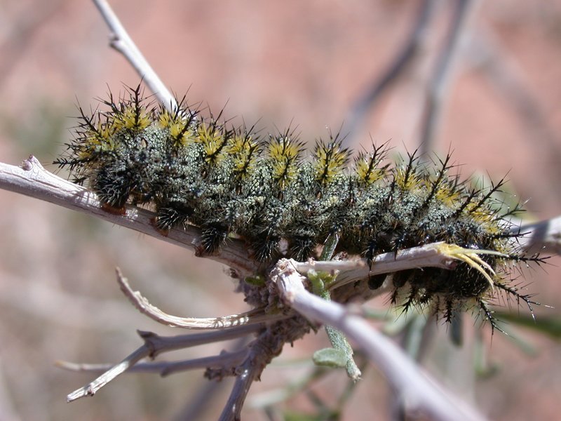 Catapiller.jpg