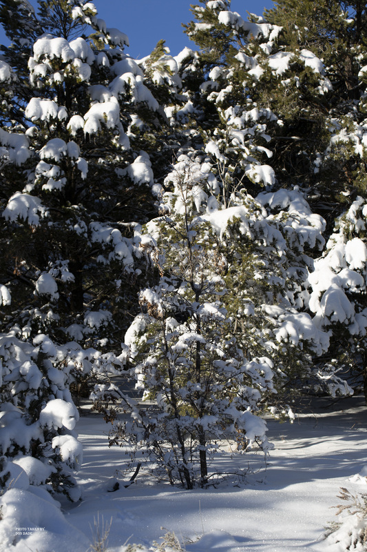 Christmas Tree.jpg