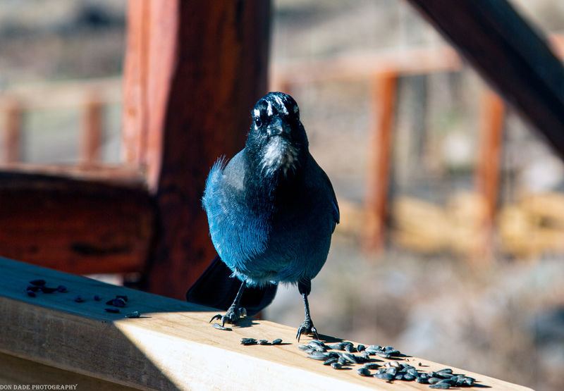 Colorado Bluebird.jpg