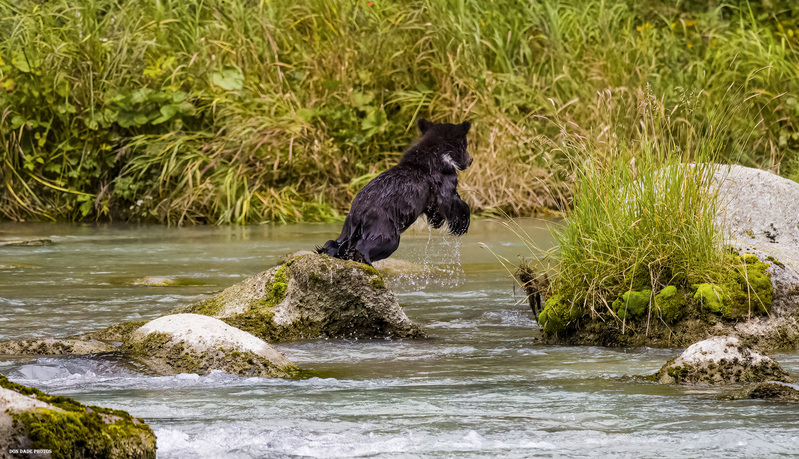 Cub Puddle Jumper.jpg :: This bear cub was chasing his brother who had jumped into the river and was floating downstream.
They both made it back to safety with mama bear.
It was an exciting time on the river for all.