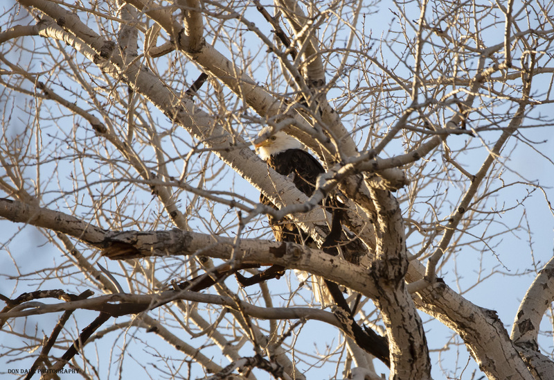Eagle Eye.jpg