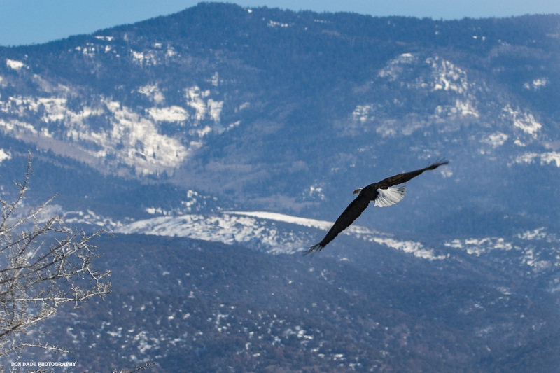 Eagle Flight.jpg