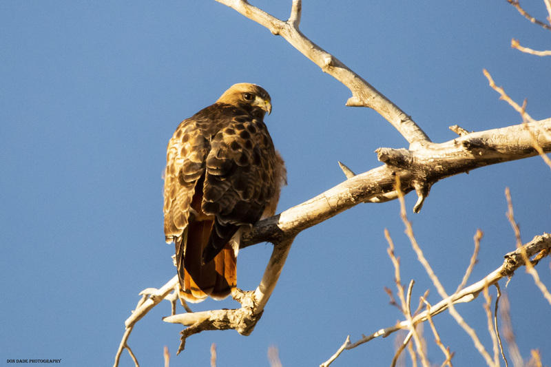 Eagle Watch.jpg