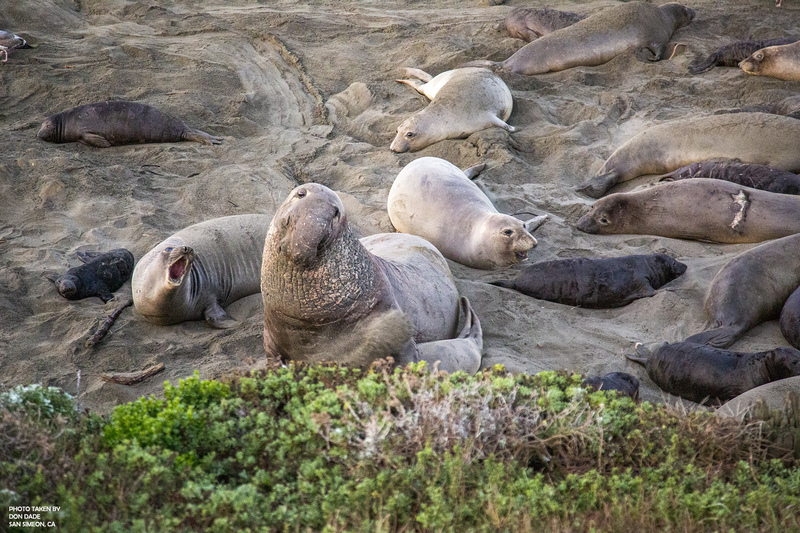 Elephant Seal Faces.jpg
