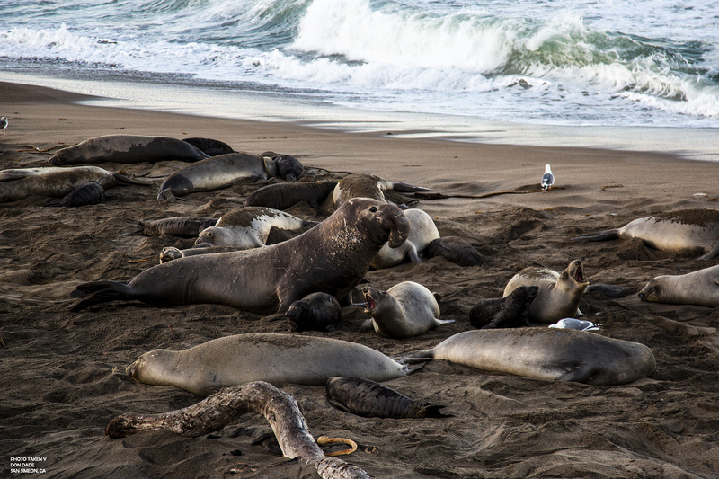 Elephant Seals.jpg