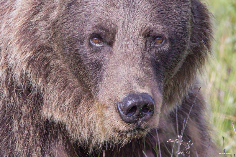 Eye of the Bear.jpg :: I was afforded the opportunity to make eye contact with this Ursus Arctos Horribilis (otherwise known as Brown Bear or Grizzly) while driving on highway near Grande Cache, British Columbia.
I stopped and we had breakfast together.  While he feasted on an ant hill I just by coincidence had a blueberry bear paw pastry danish and coffee.
We spent 30 minutes together before he wandered back off into the woods.
The moments I have been blessed to spend with these awesome animals have been the most exciting and then most peaceful times in my life.

