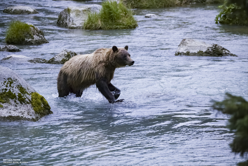 Eye on the Target.jpg :: I was able to observe this mama bear traverse her way back and forth across the Chilkoot River north of Haines Alaska for two days.
In the constant search for food to provide for herself and her three cubs.
Always very determined and very mindful of where and what her cubs were doing at all times.
Here she is making her way to the shoreline near me on her way to the weir where salmon fishing was easy and plentiful.
It was very impressive to see her strength as she moved with ease and agility across the fast-moving water of the river.