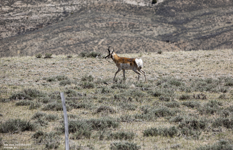 Farsom Wyoming Pronghorn.jpg
