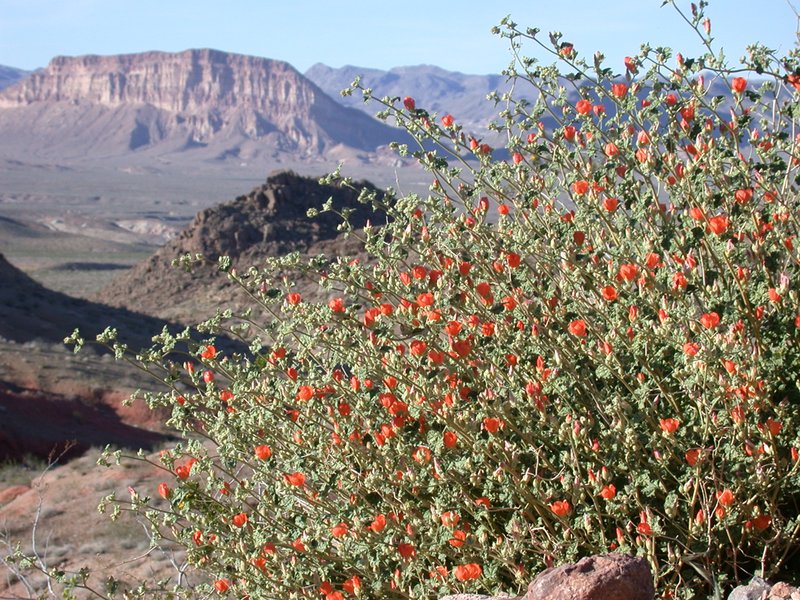 Floral-032803 036.jpg