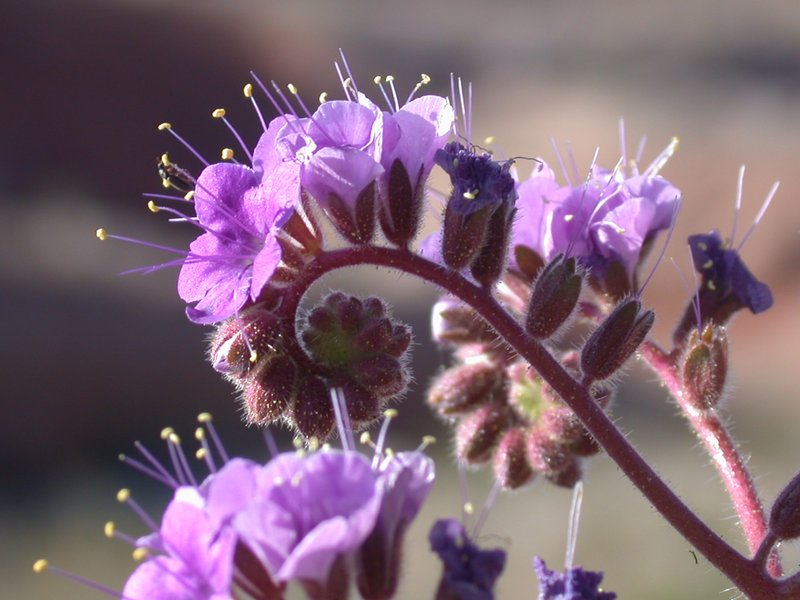Floral-032803 0371.jpg