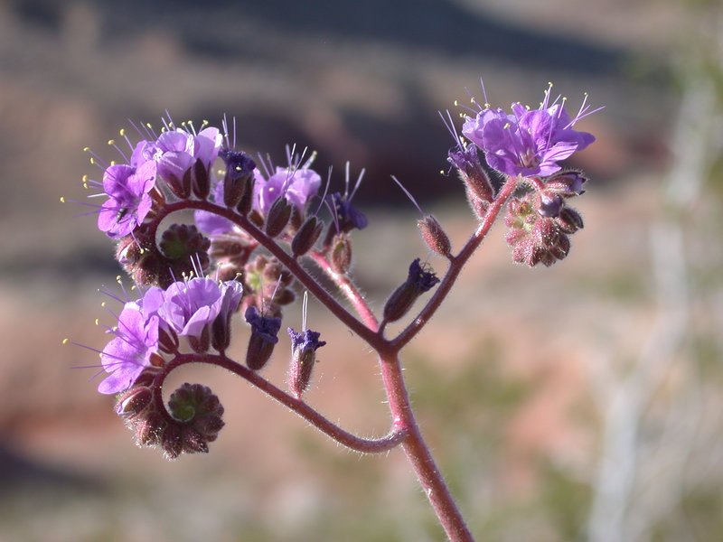 Floral-032803 039.jpg