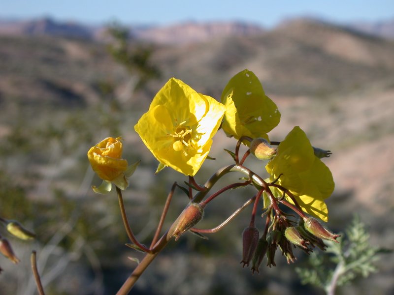 Floral-032803 057.jpg
