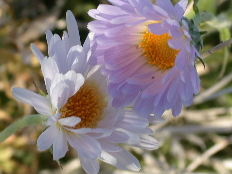 Floral-032803 069.jpg