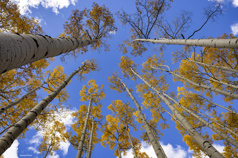 Follow the Aspen.jpg
