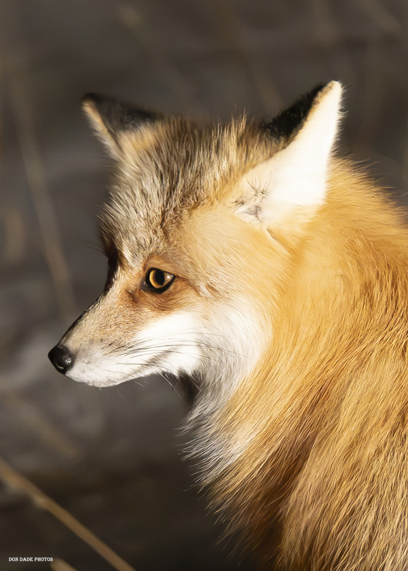 Foxy Lady(1).jpg :: Driving through Yellowstone a beautiful fox sat on the edge of the road.  She seemed to be just waiting to pose for this photograph.  Wildlife photography is so unpredictable.  You never know when the moment will come to capture such elegance right before your eyes.