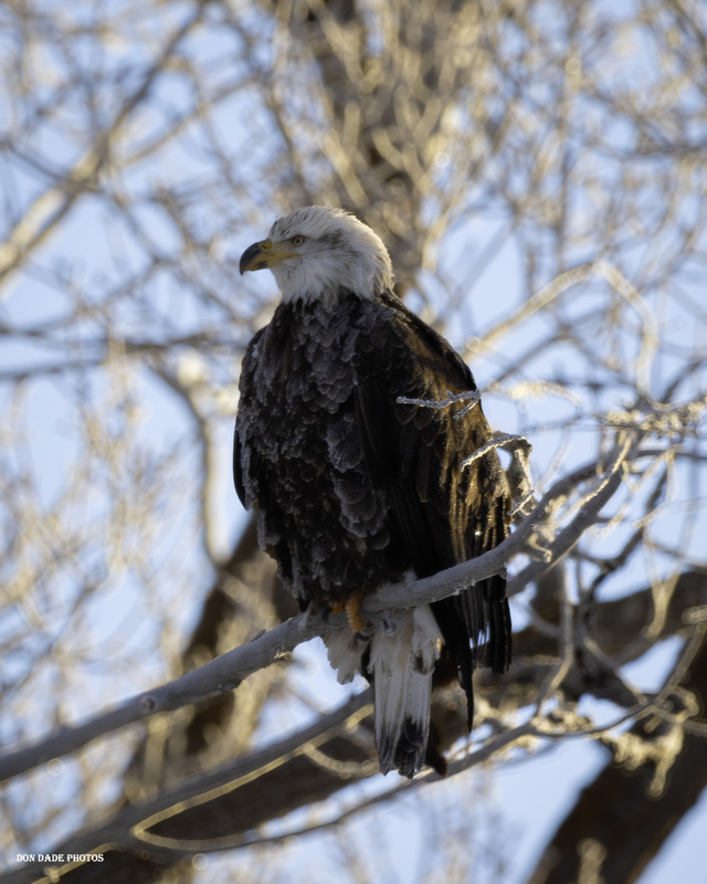 Frozen Eagle(1).jpg