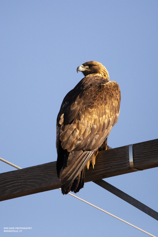Golden Eagle Pirched.jpg